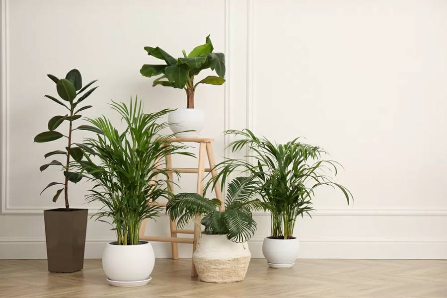 Tips for designing indoor plants to make your living space more beautiful. Picture 2