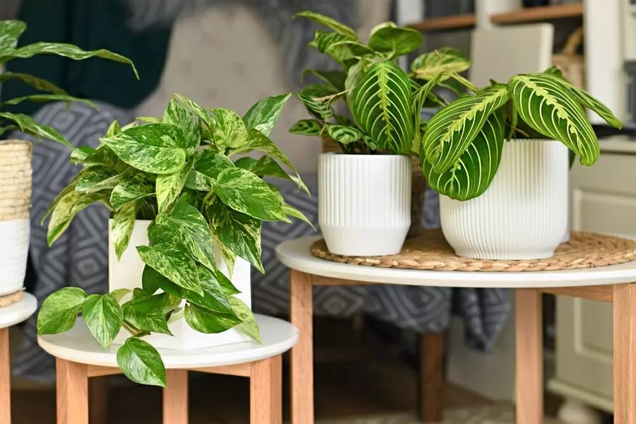 Tips for designing indoor plants to make your living space more beautiful. Picture 3