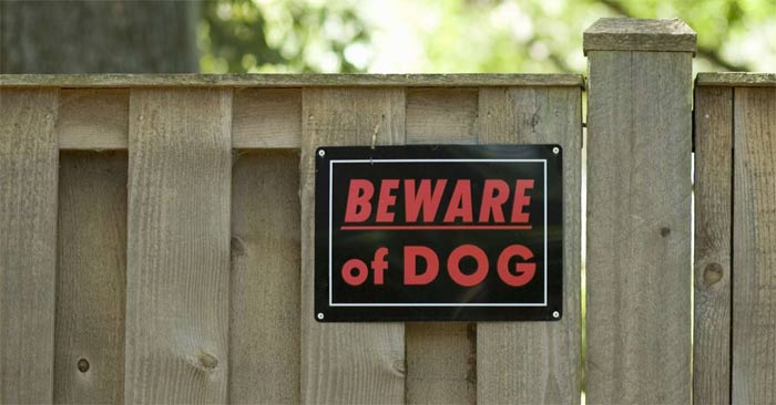 Tips for Preventing Dog Bites in Children and When to See a Doctor Picture 1