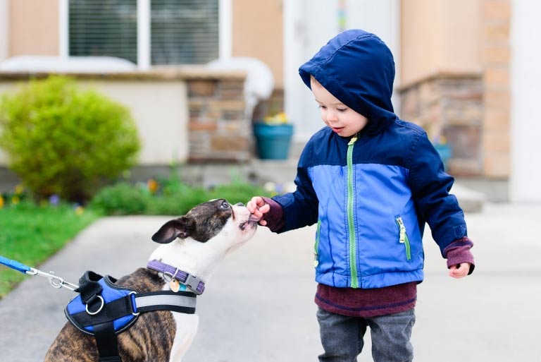 Tips for Preventing Dog Bites in Children and When to See a Doctor Picture 3