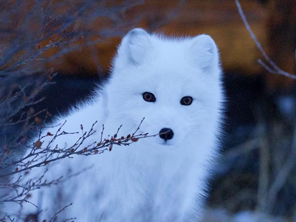 Top 4 strange animals that change color to white in winter Picture 4