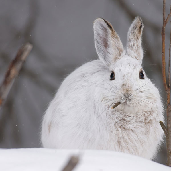 Top 4 strange animals that change color to white in winter Picture 6