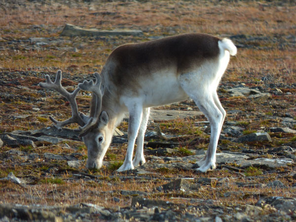 Top 4 strange animals that change color to white in winter Picture 7