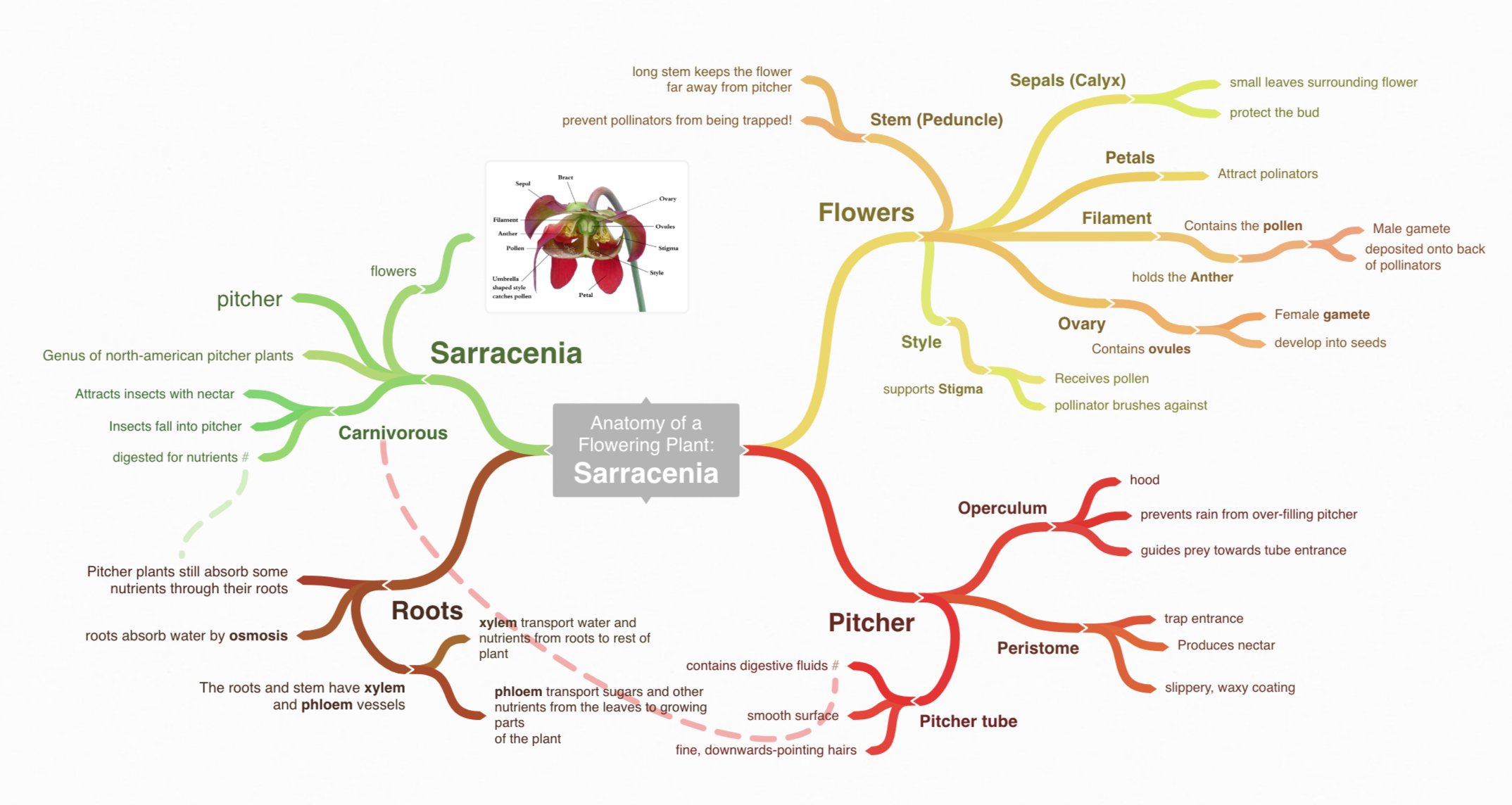 Top 5 Free and Most Effective Mind Mapping Software 2023 Picture 3