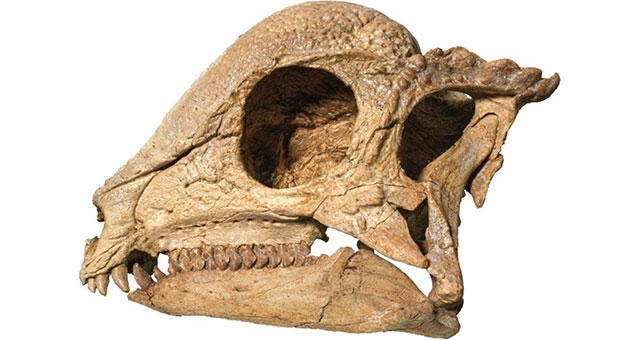 Traces of the oldest dome-headed dinosaur species discovered, up to 108 million years old Picture 1