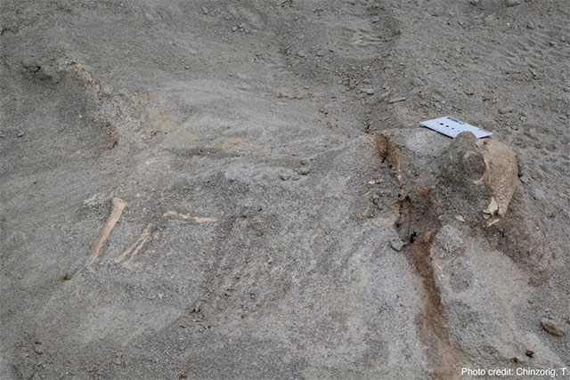 Traces of the oldest dome-headed dinosaur species discovered, up to 108 million years old Picture 3