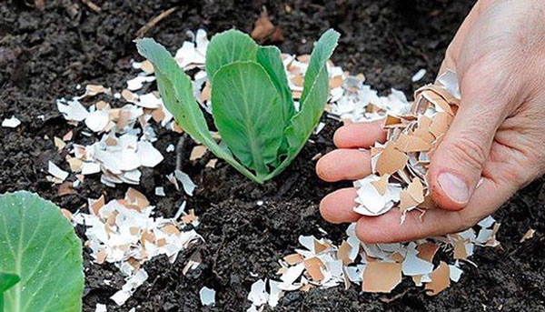 Uses of eggshells Picture 2