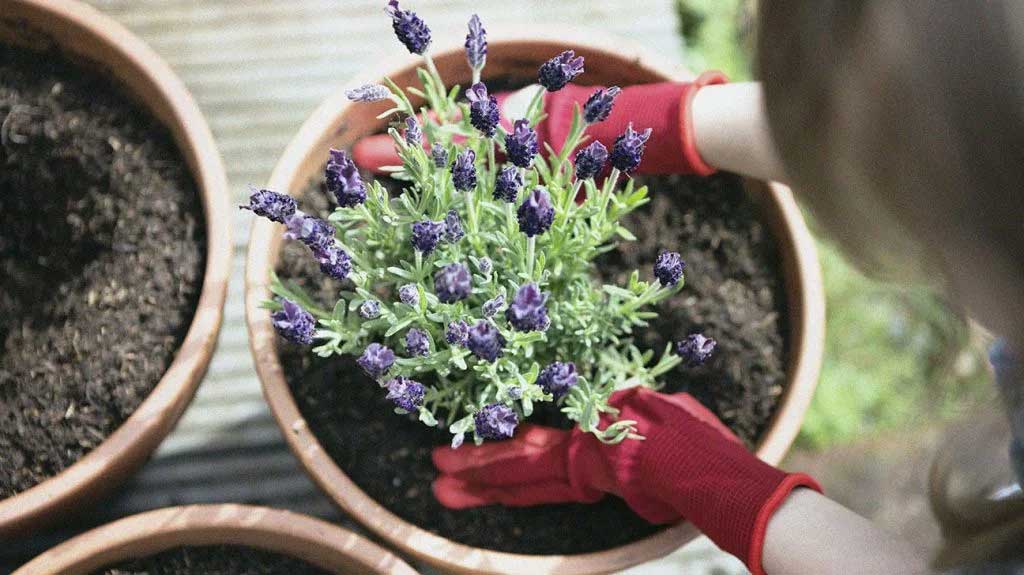 Ways Houseplants Can Improve Your Quality of Life Picture 3