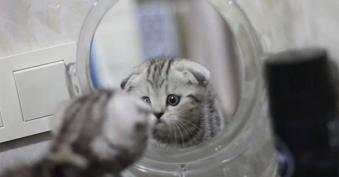 What color is a mirror? Interesting facts about mirrors that not everyone knows Picture 1