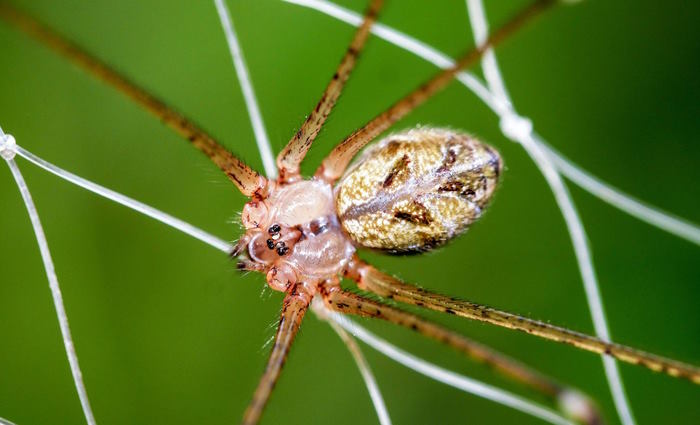 What happened to a Kansas family who lived with 2,055 brown recluse spiders in their home for five years? Picture 2
