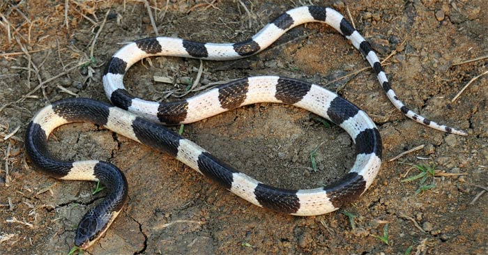 What is a krait? Why do kraits often crawl into houses? Picture 1