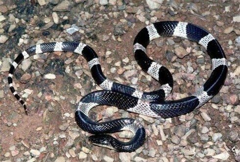 What is a krait? Why do kraits often crawl into houses? Picture 2