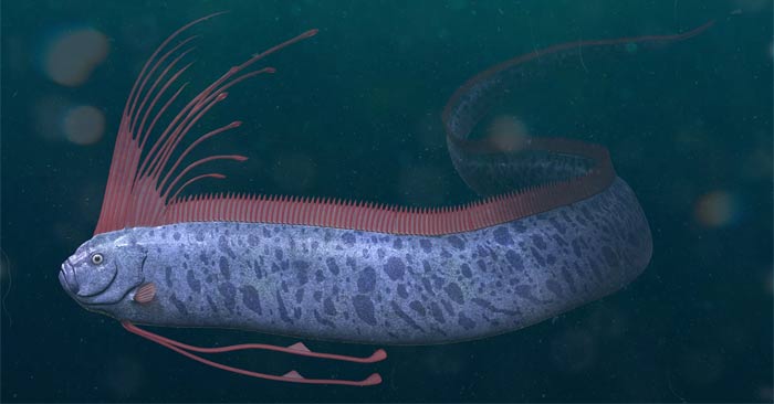 What is an oarfish? Why is the oarfish called the apocalypse fish? Picture 1