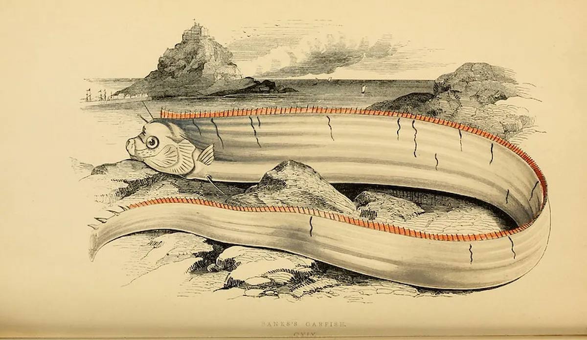 What is an oarfish? Why is the oarfish called the apocalypse fish? Picture 2