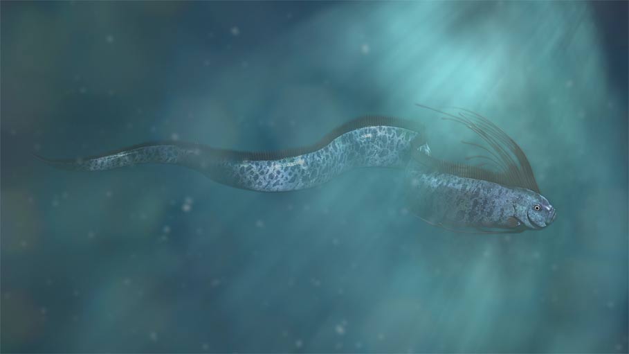What is an oarfish? Why is the oarfish called the apocalypse fish? Picture 3