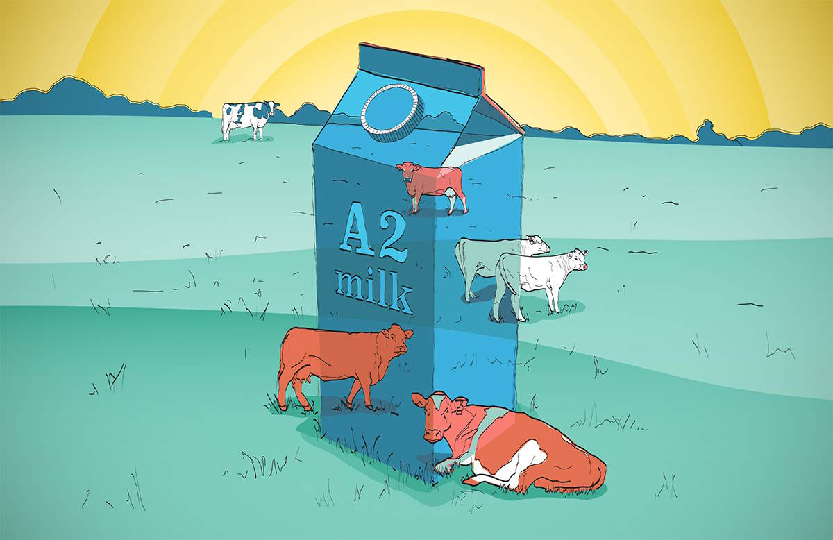 What is A2 protein milk? Picture 3