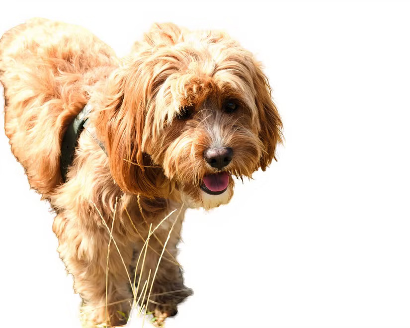 What is the best AI photo background remover? Picture 10