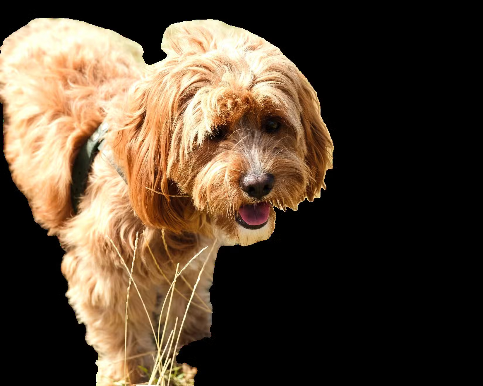 What is the best AI photo background remover? Picture 11