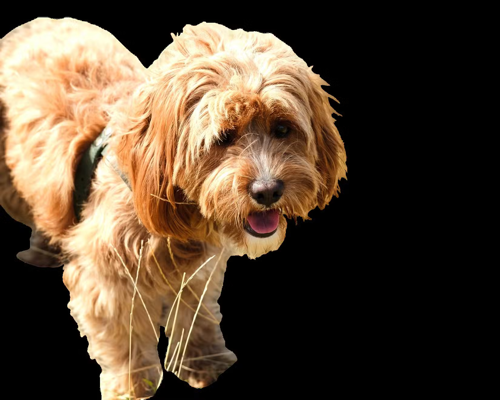 What is the best AI photo background remover? Picture 12