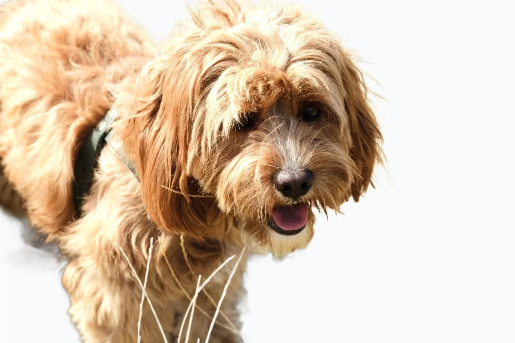 What is the best AI photo background remover? Picture 2