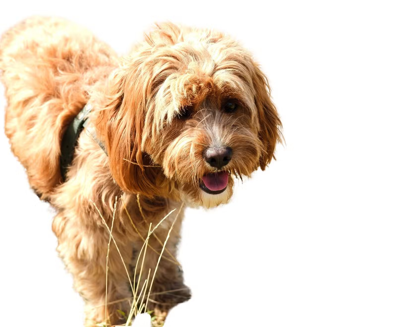 What is the best AI photo background remover? Picture 4