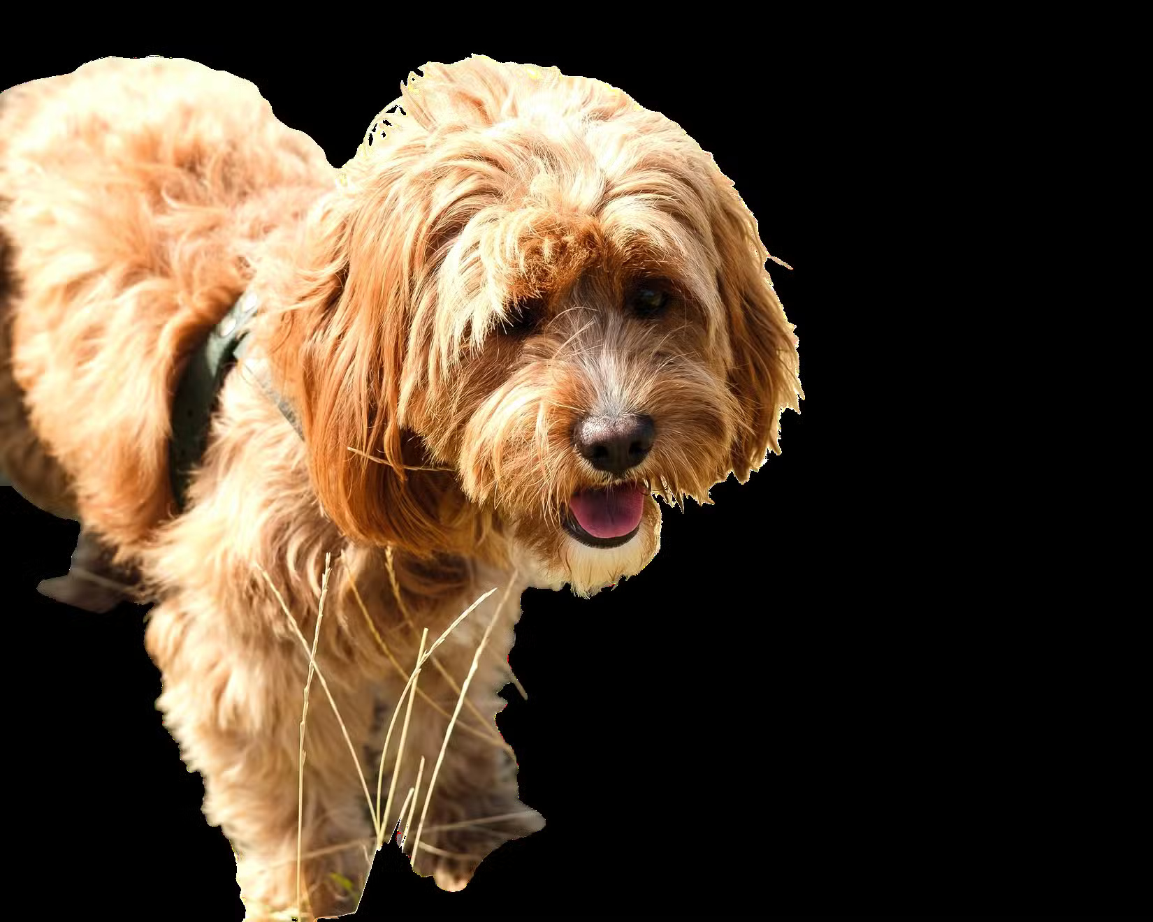 What is the best AI photo background remover? Picture 6