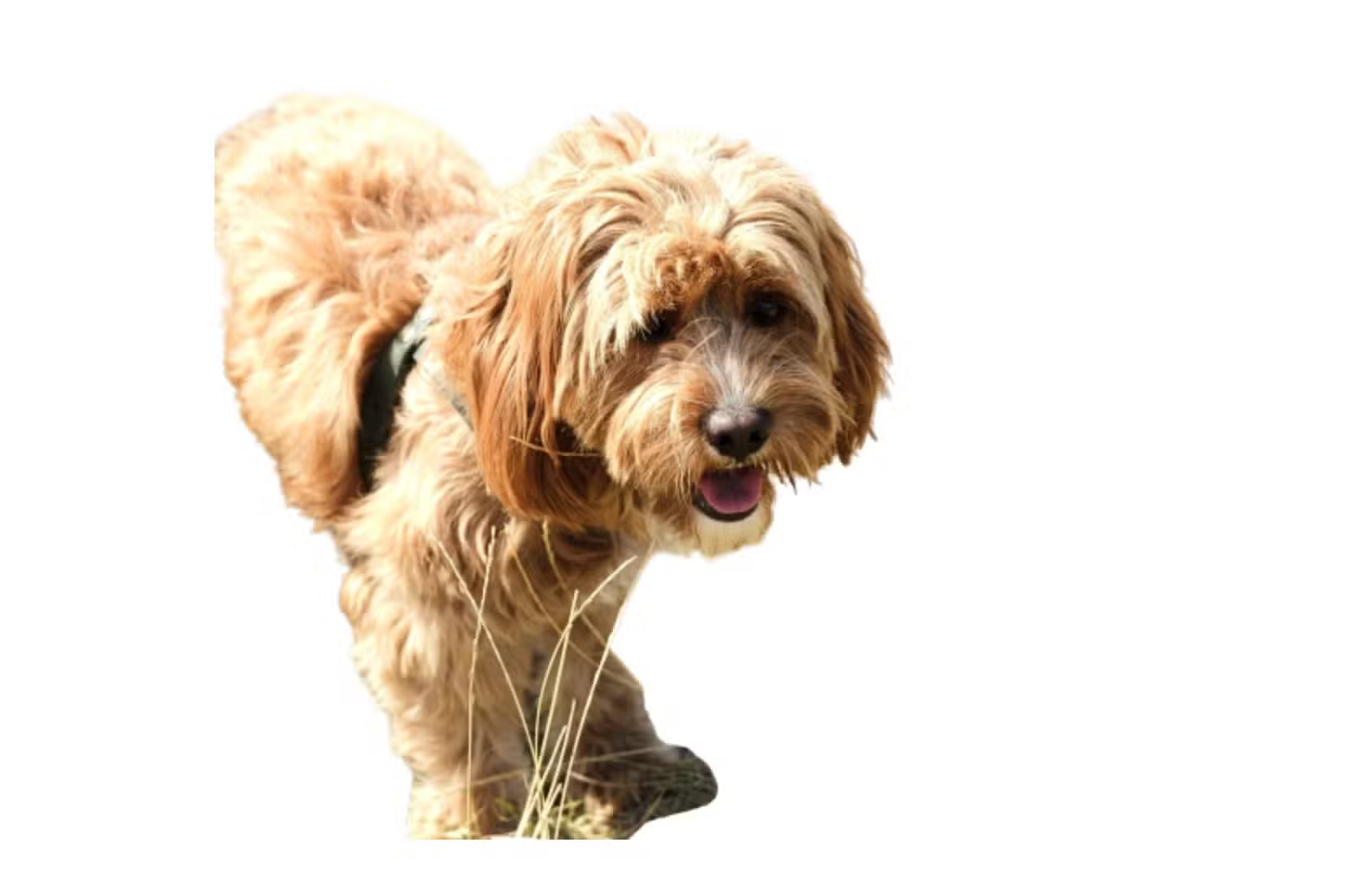 What is the best AI photo background remover? Picture 7