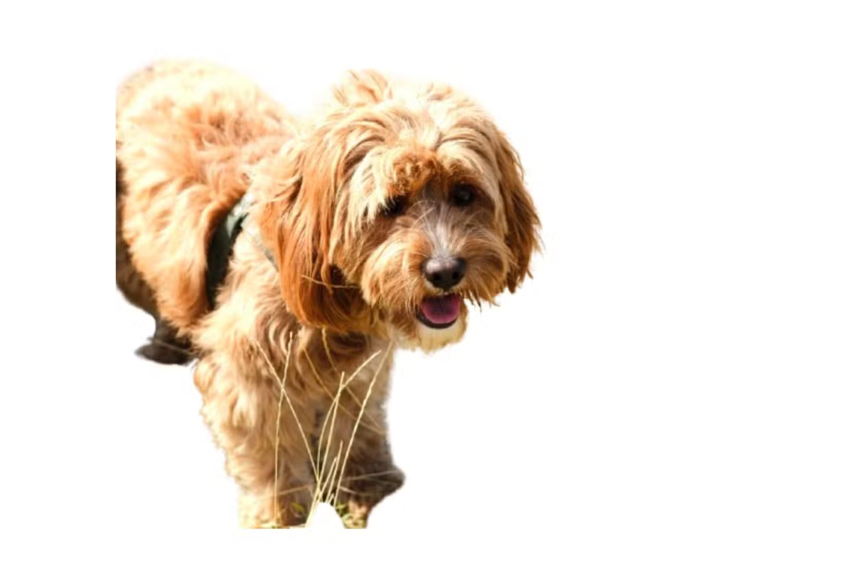 What is the best AI photo background remover? Picture 8