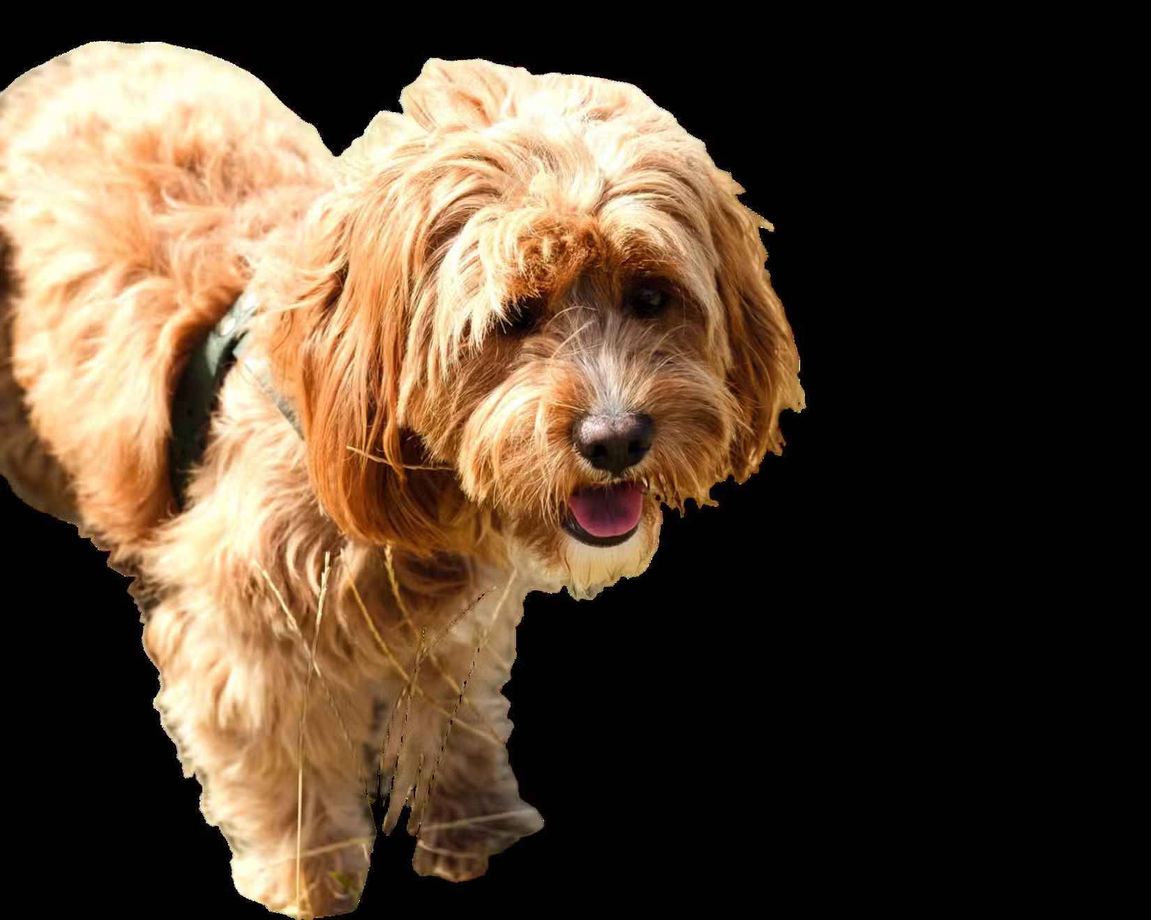 What is the best AI photo background remover? Picture 9