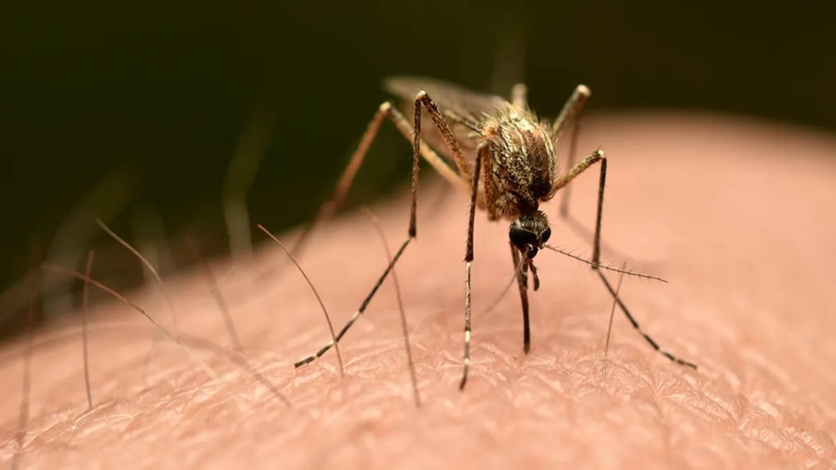 What is Chikungunya virus? What you need to know about the global outbreak of Chikungunya Picture 2
