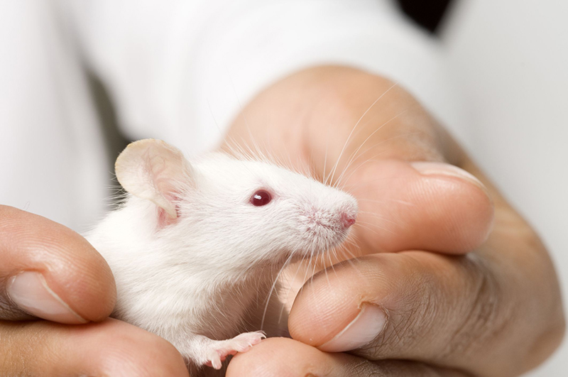 Controversy erupts over the source of Hantavirus infection on Atlantic cruise ships