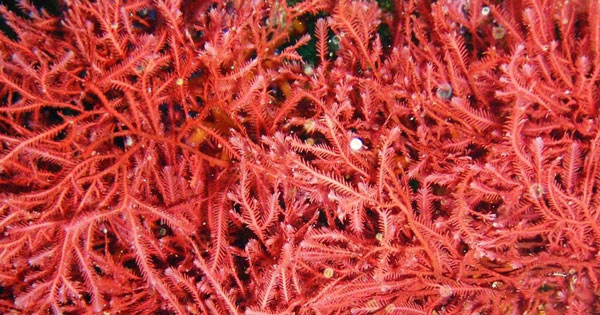 What is red tide? Is it dangerous? Picture 1