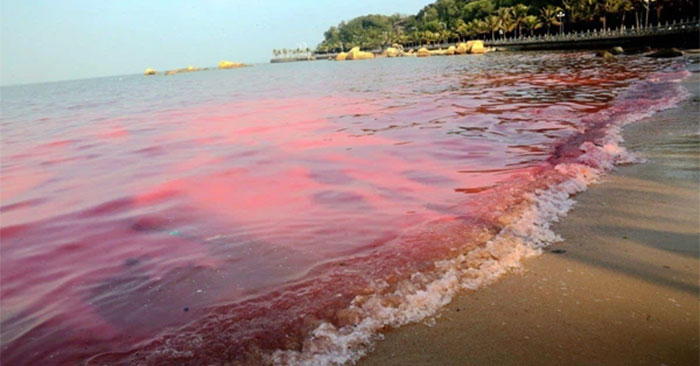 What is red tide? Is it dangerous? Picture 2