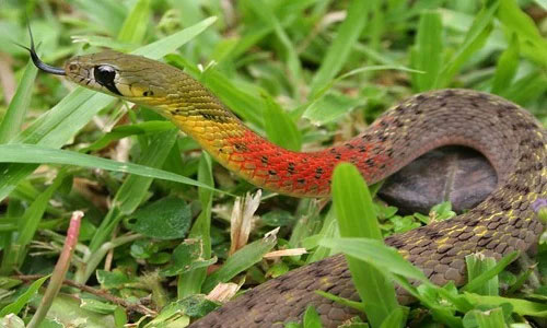 Picture 2 of What kind of snake is the red-necked snake, and is it venomous?