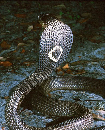 Cobra species live in Vietnam, why no king cobra? Picture 2