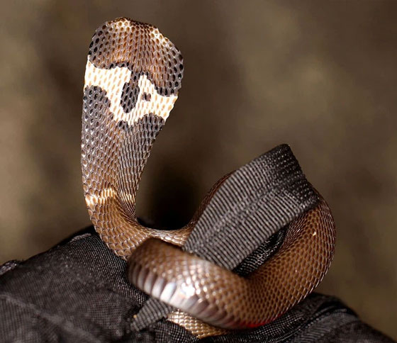Cobra species live in Vietnam, why no king cobra? Picture 3
