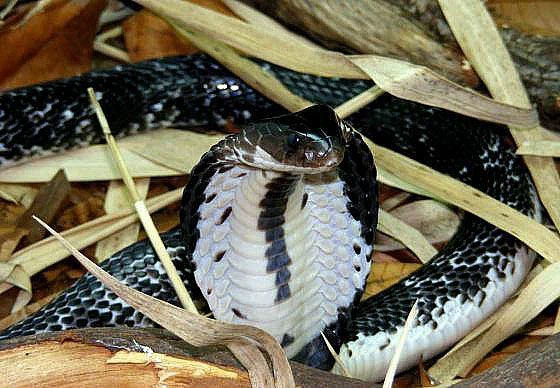 Cobra species live in Vietnam, why no king cobra? Picture 4
