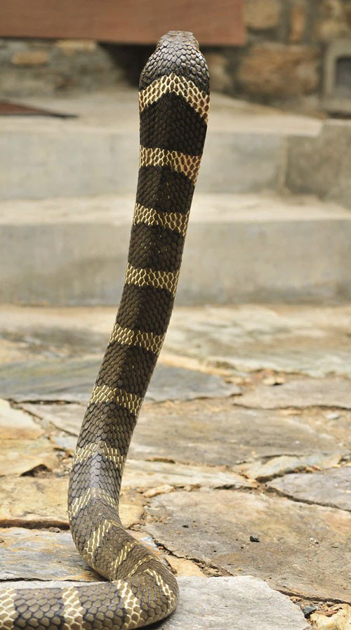 Cobra species live in Vietnam, why no king cobra? Picture 5