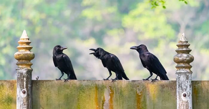 Which animal can understand and perform simple calculations? Picture 1