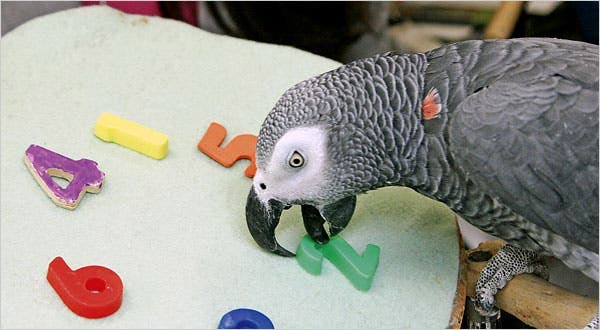 Which animal can understand and perform simple calculations? Picture 3