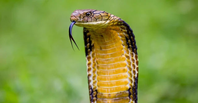 Which snake has the fastest speed on the planet? Picture 5