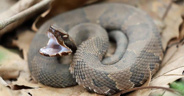 Which snake has the fastest speed on the planet? Picture 6