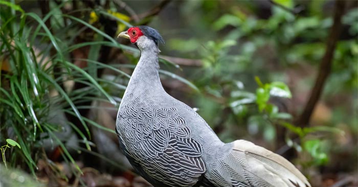 White Pheasant: What You Need to Know About the Red Book Breed Picture 1