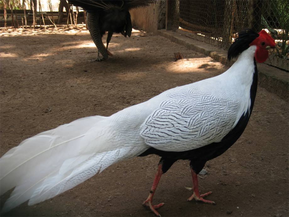 White Pheasant: What You Need to Know About the Red Book Breed Picture 2