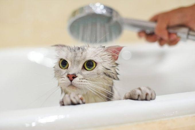 Why are cats afraid of water? Picture 2