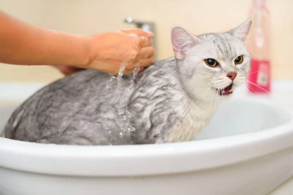 Why are cats afraid of water? Picture 3