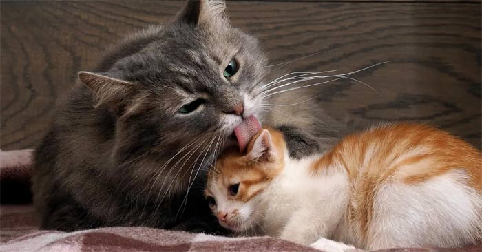 Why do cats like to lick each other? Picture 1