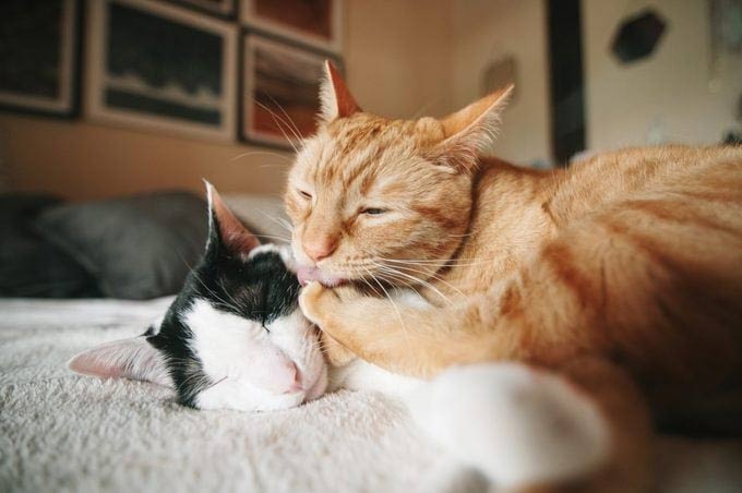 Why do cats like to lick each other? Picture 2