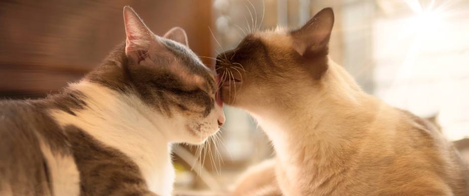 Why do cats like to lick each other? Picture 3