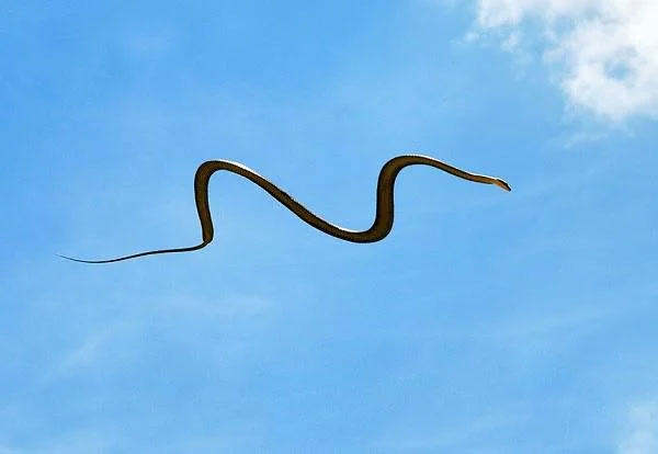 Wingless animals that can fly like birds Picture 2